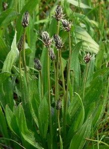Plantago lanceolata