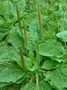 Plantago-major